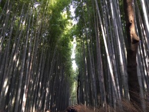 arashiyama5